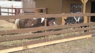  Hayvan çiftliğinde midilli, hayvanat bahçesinde atlar.