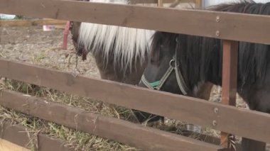  Hayvan çiftliğinde midilli, hayvanat bahçesinde atlar.