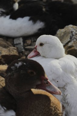 Çiftlikteki beyaz ve kahverengi ördek sürüsü. Otlakta yürüyen evcil kazlar