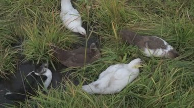 Yeşil çimlerde beyaz ve kahverengi ördekler. Çiftlikte yürüyen evcil kazlar