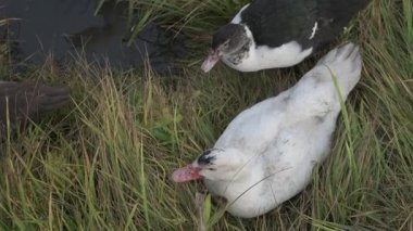 Yeşil çimlerde beyaz ve kahverengi ördekler. Çiftlikte yürüyen evcil kazlar
