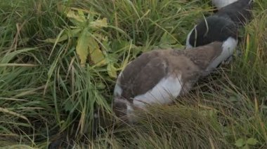 Yeşil çimlerde beyaz ve kahverengi ördekler. Çiftlikte yürüyen evcil kazlar