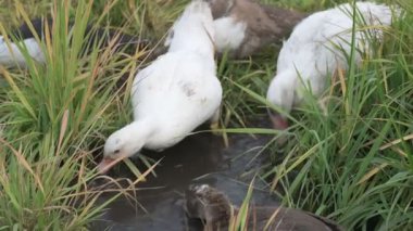 Yeşil çimlerde beyaz ve kahverengi ördekler. Çiftlikte yürüyen evcil kazlar