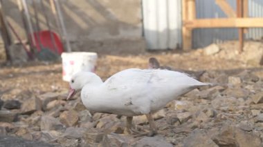 Çiftlikte yürüyen ev kazları ve ördekler.