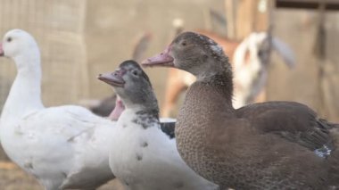 Çiftlikte yürüyen ev kazları ve ördekler.
