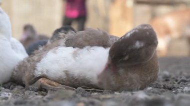 Çiftlikte yürüyen ev kazları ve ördekler.