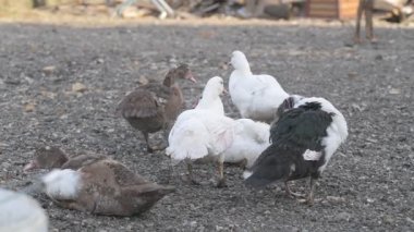 Çiftlikte yürüyen ev kazları ve ördekler.