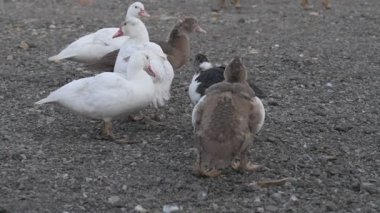 Çiftlikte yürüyen ev kazları ve ördekler.