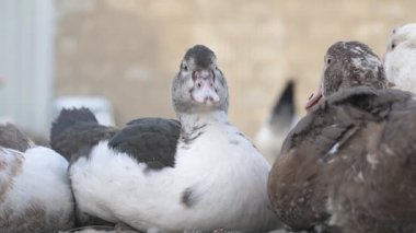 Çiftlikte yürüyen ev kazları ve ördekler.