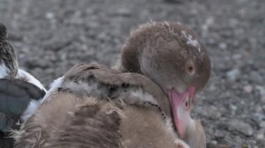Çiftlikte yürüyen ev kazları ve ördekler.