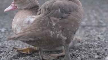 Çiftlikte yürüyen ev kazları ve ördekler.