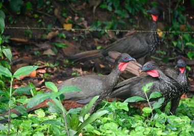 Egzotyczne ptaki w lesie deszczowym clipart
