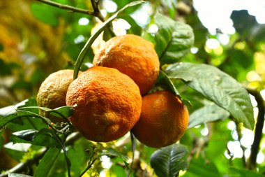 Pomaracze na drzewie cytrusowym 