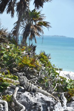 İguana wygrzewa si na skaach w Tulum nad morzem karaibskim