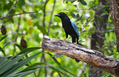 Egzotyczny ptak z niebieskimi skrzydami w lesie tropikalnym