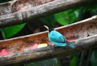 Kolorowy ptaszek z niebieskimi skrzydami clipart