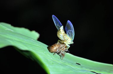 Owad z niebieskimi skrzydekami w nocy w lesie deszczowym