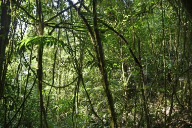 Egzotyczna rolinno lasw deszczowych