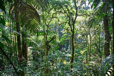 Egzotyczna manzarası tropikalnej dungli
