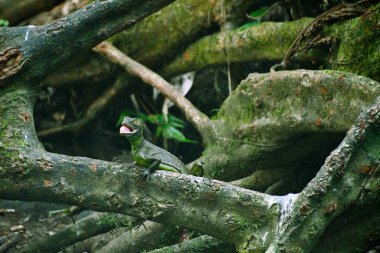 Bazyliszek w lesie deszczowym