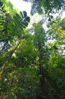Egzotyczna rolinno lasw deszczowych
