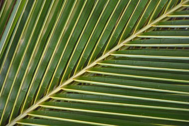 Fraktalne wzory natury - li palmy clipart