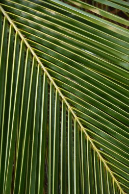 Li palmy - lanet wraktalne wzory
