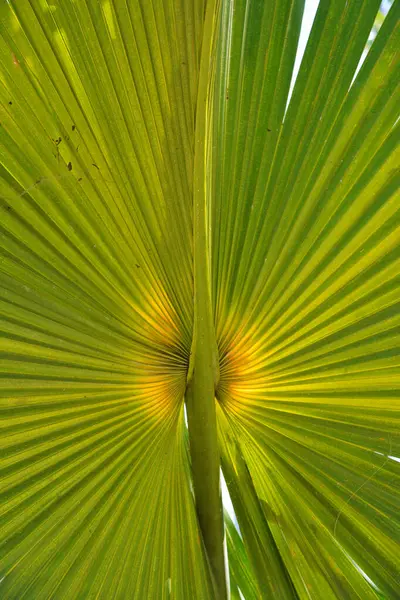 Wzory Fraktalne Naturze Palmy — Fotografia de Stock