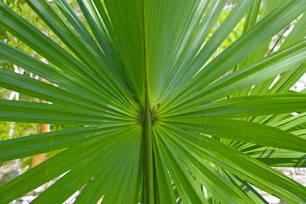 Wzory Fraktalne Naturze Palmy — Fotografia de Stock
