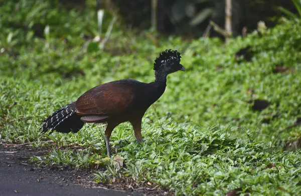 Egzotyczny Ptak Czubacz Wielki Kostaryka — Fotografia de Stock