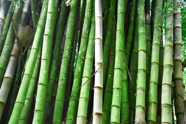 Bambusy Lesie Bambusowym — Fotografia de Stock
