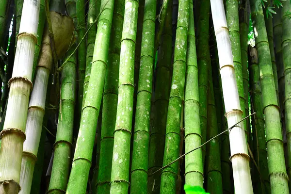 Bambusy Lesie Bambusowym — Fotografia de Stock