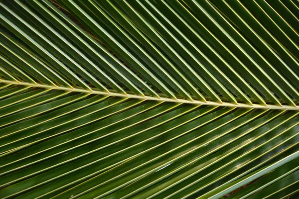 Fraktale we naturze - li palmy