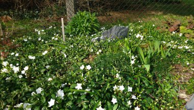 Zarafetin Fısıltısı: Wrightia antidysenterica 'nın Narin Güzelliği Çiçek açıyor