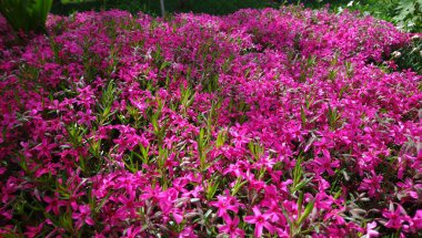 Pembe Yapraklar: Allık Tonlarda Çiçeklerin Yumuşak Senfonisi