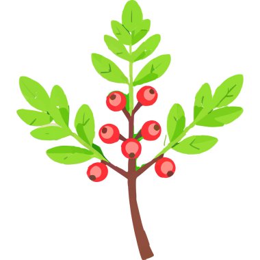 Ökseotu geleneksel bir Noel bitkisidir. Aşkı ve barışı sembolize eder. Genellikle tatil süslemelerinde kullanılır..