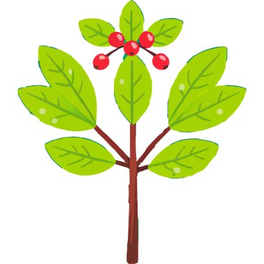 Ökseotu geleneksel bir Noel bitkisidir. Aşkı ve barışı sembolize eder. Genellikle tatil süslemelerinde kullanılır..