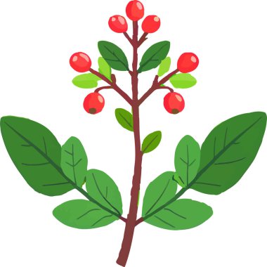 Ökseotu geleneksel bir Noel bitkisidir. Aşkı ve barışı sembolize eder. Genellikle tatil süslemelerinde kullanılır..