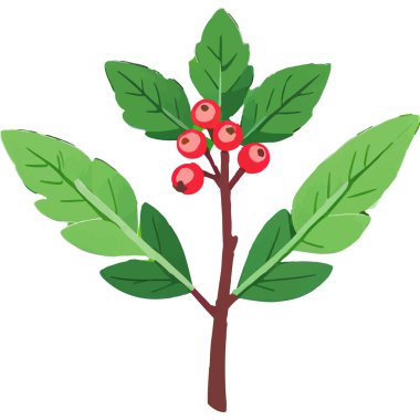 Ökseotu geleneksel bir Noel bitkisidir. Aşkı ve barışı sembolize eder. Genellikle tatil süslemelerinde kullanılır..