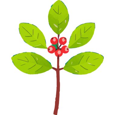 Ökseotu geleneksel bir Noel bitkisidir. Aşkı ve barışı sembolize eder. Genellikle tatil süslemelerinde kullanılır..