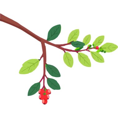 Ökseotu geleneksel bir Noel bitkisidir. Aşkı ve barışı sembolize eder. Genellikle tatil süslemelerinde kullanılır..