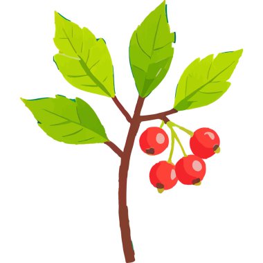 Ökseotu geleneksel bir Noel bitkisidir. Aşkı ve barışı sembolize eder. Genellikle tatil süslemelerinde kullanılır..