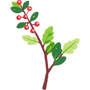 Ökseotu geleneksel bir Noel bitkisidir. Aşkı ve barışı sembolize eder. Genellikle tatil süslemelerinde kullanılır..