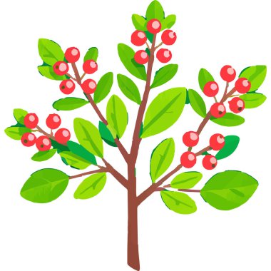 Ökseotu geleneksel bir Noel bitkisidir. Aşkı ve barışı sembolize eder. Genellikle tatil süslemelerinde kullanılır..