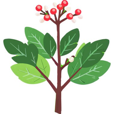 Ökseotu geleneksel bir Noel bitkisidir. Aşkı ve barışı sembolize eder. Genellikle tatil süslemelerinde kullanılır..