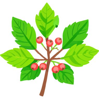 Ökseotu geleneksel bir Noel bitkisidir. Aşkı ve barışı sembolize eder. Genellikle tatil süslemelerinde kullanılır..