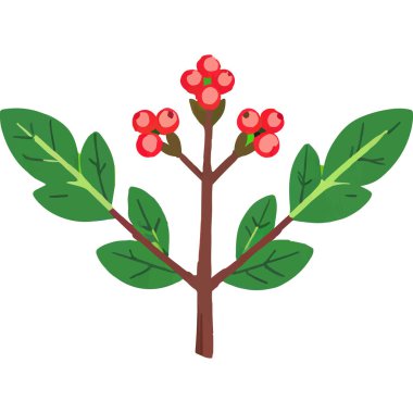 Ökseotu geleneksel bir Noel bitkisidir. Aşkı ve barışı sembolize eder. Genellikle tatil süslemelerinde kullanılır..