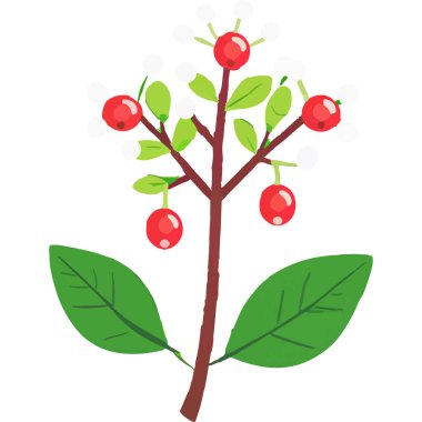 Ökseotu geleneksel bir Noel bitkisidir. Aşkı ve barışı sembolize eder. Genellikle tatil süslemelerinde kullanılır..