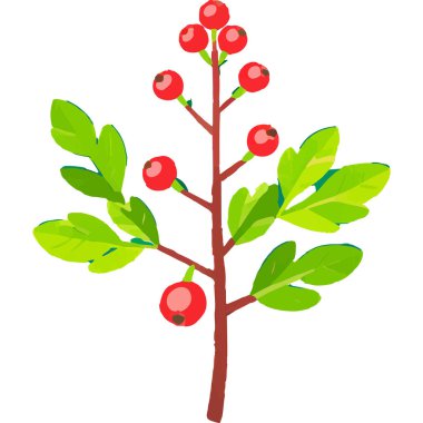 Ökseotu geleneksel bir Noel bitkisidir. Aşkı ve barışı sembolize eder. Genellikle tatil süslemelerinde kullanılır..