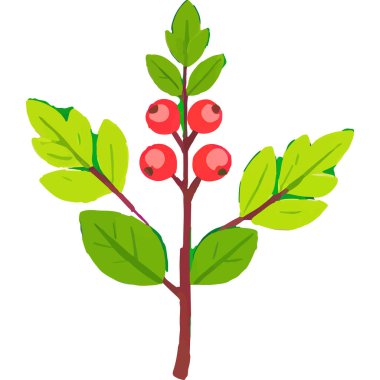 Ökseotu geleneksel bir Noel bitkisidir. Aşkı ve barışı sembolize eder. Genellikle tatil süslemelerinde kullanılır..